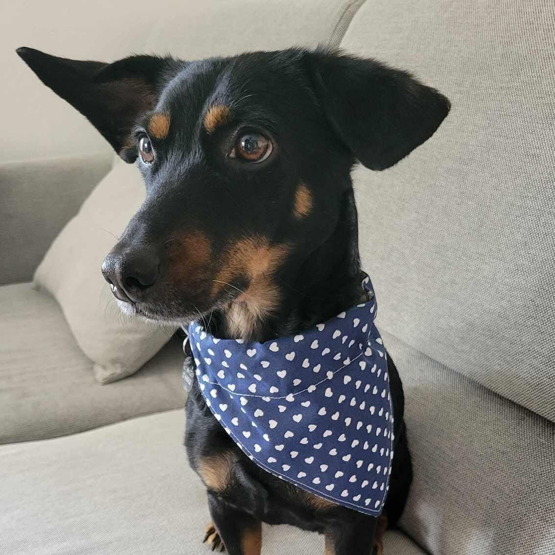 Handmade reversible dog bandana with a black and white dog face pattern on one side and navy with white hearts on the other. Slides onto collar. Dog pictured is wearing a small.