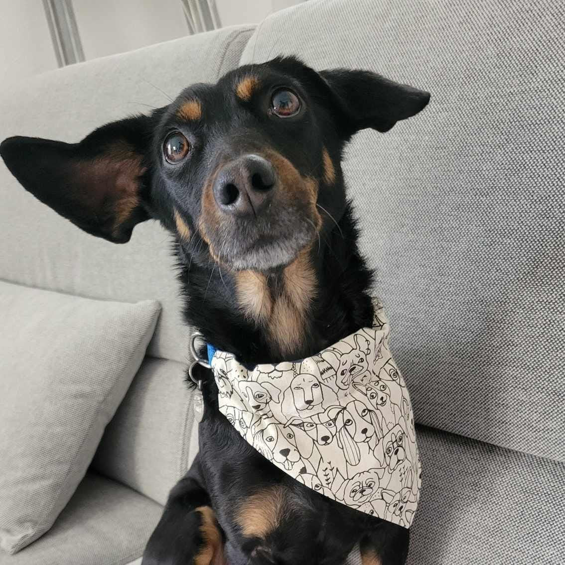 Handmade reversible dog bandana with a black and white dog face pattern on one side and navy with white hearts on the other. Slides onto collar. The dog pictured is wearing a small.